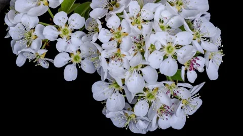 Pear tree blossoms time lapse Stock-Footage 340413393