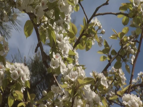 PEAR TREE BLOSSOMS IN TIMELAPSE 2 Stock Footage 76584575
