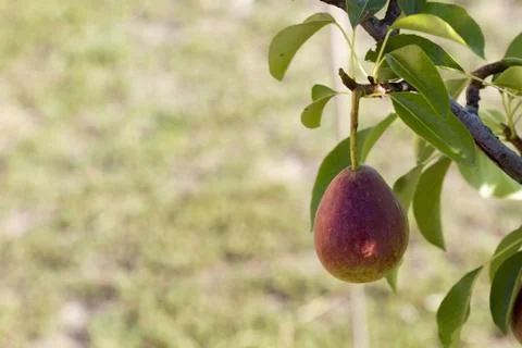 Pear on a tree on a blurred background Stock Photos
