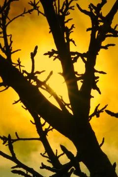 Pear tree branch  backlight with the sun Stock Photos
