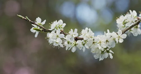 Pear tree branch blossoming with white delicate flowers swaying in gentle breeze Stock Footage 151784112