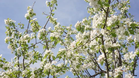 Pear Tree Branch in Full Sunlight Bloom Stock Footage 332207428