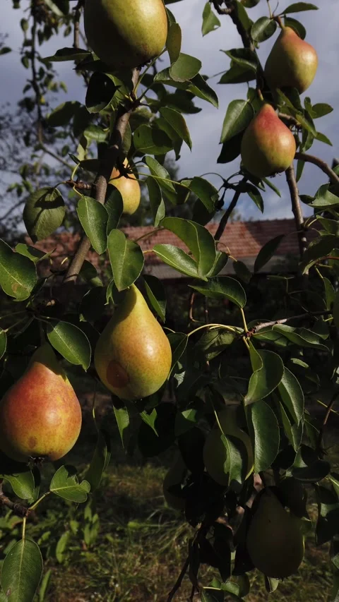 Pear tree branch loaded with pears in still vertical video Stock Footage 345214594