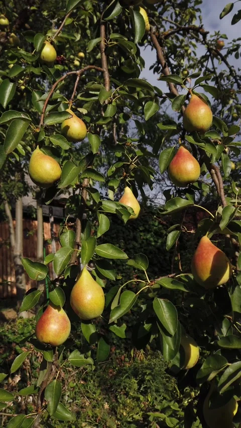 Pear tree branch loaded with pears in still vertical video Stock Footage 345214627