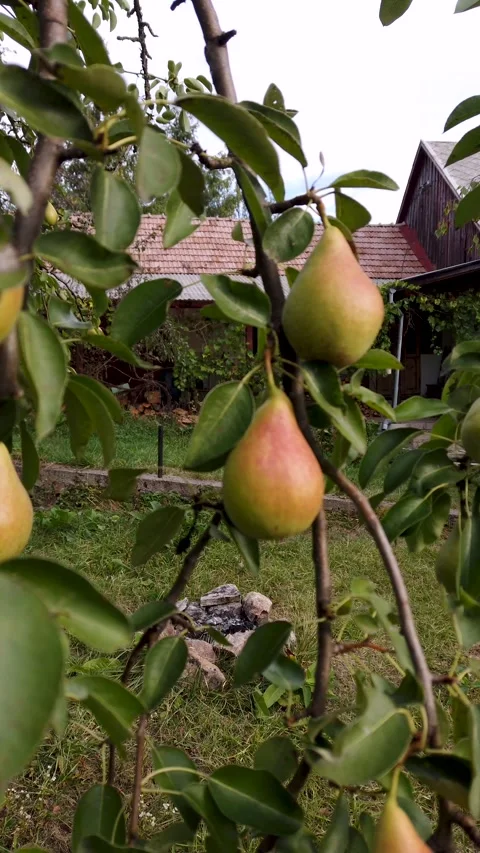 Pear tree branch loaded with pears in still vertical video Stock Footage 345959006