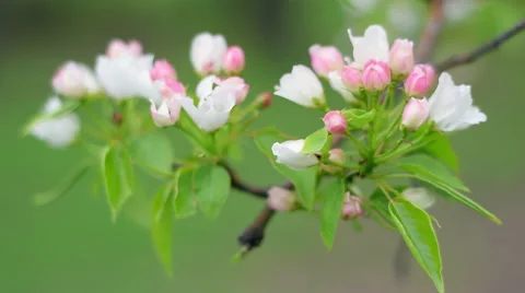 Pear tree branch moving from defocus to focus on green blur background. 스톡 동영상 49888476