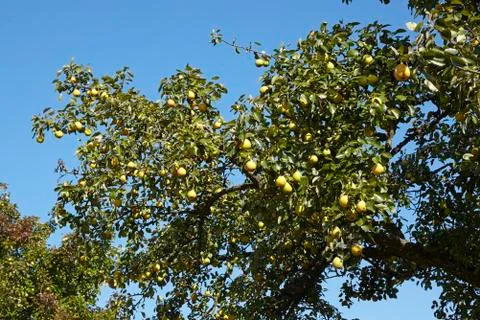 Pear tree - branch of a pear tree Stock Photos