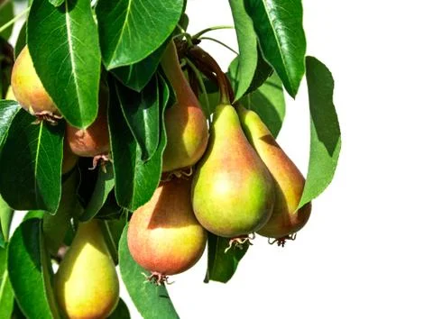 Pear tree branch Stock Photos