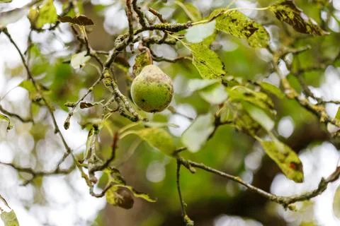 Pear on Tree Branch Stock Photos