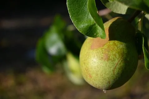 Pear on tree branch Stock Photos