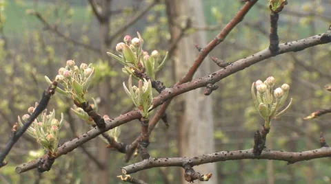 Pear tree branches in bloom Stock-Footage 36992174