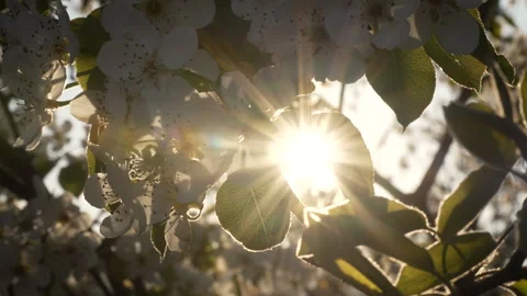 Pear Tree Branches Blooming in Evening Sunlight Stock Footage 332212635