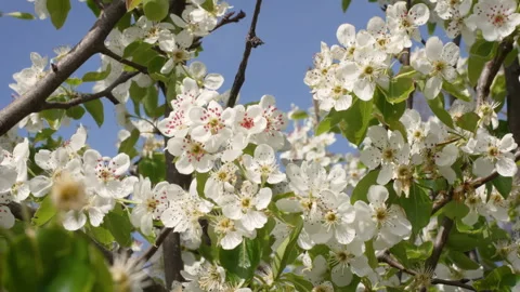 Pear Tree Branches Blooming on a Sunny Day Stock Footage 332208017