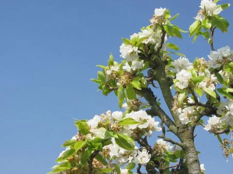 Pear tree branches with blossoms Stock Photos