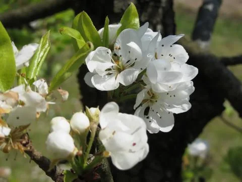 Pear tree branches with blossoms Stock Photos