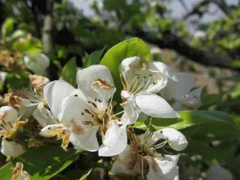 Pear tree branches with blossoms Stock Photos