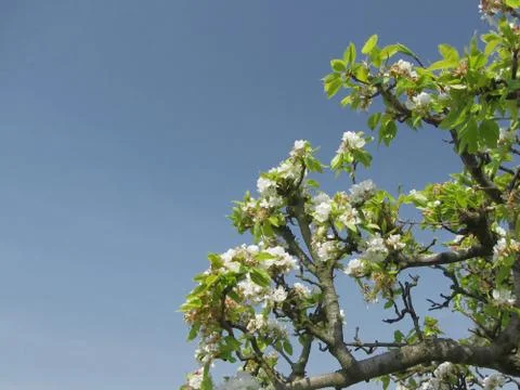 Pear tree branches with blossoms Stock-Fotos