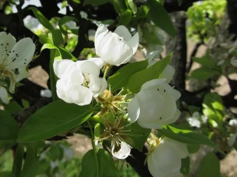 Pear tree branches with blossoms Foto stock