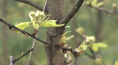 Pear tree branches with burgeons Stock Footage 36992257