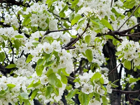 Pear tree branches covered with white spring blossoms and fresh green leave.. Photos