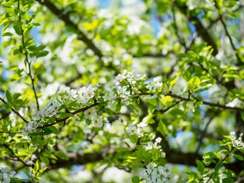 Pear tree branches with flowers. Stock Photos