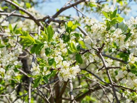 Pear tree branches with flowers. Foto stock