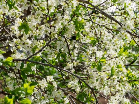 Pear tree branches with flowers. Stock Photos