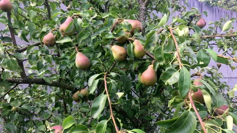Pear tree, branches with hanging ripe pears close-up Stock Footage 207690230