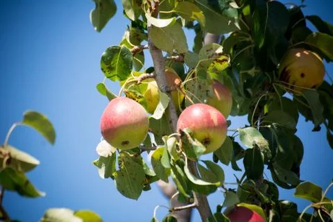 Pear tree branches Stock Photos