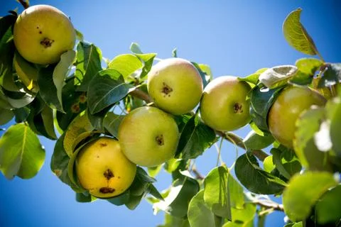 Pear tree branches 库存照片