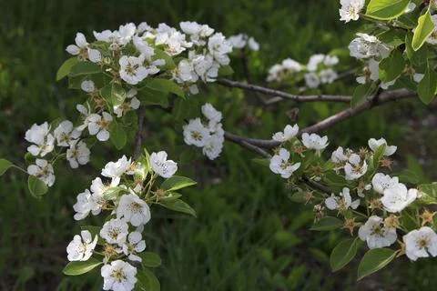 Pear tree branches with white blossoms in spring sunlight outdoors Foto stock