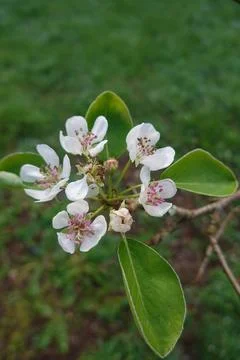 Pear tree branches with white blossoms blooming in spring Stock Photos