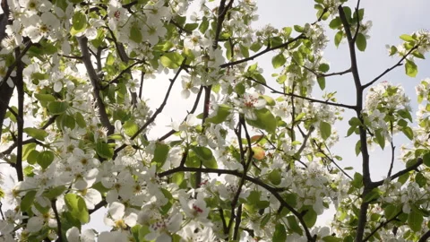Pear Tree Buds and Blossoms in Sunlight Stock Footage 332207680