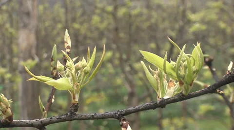 Pear tree buds Stock-Footage 36992408