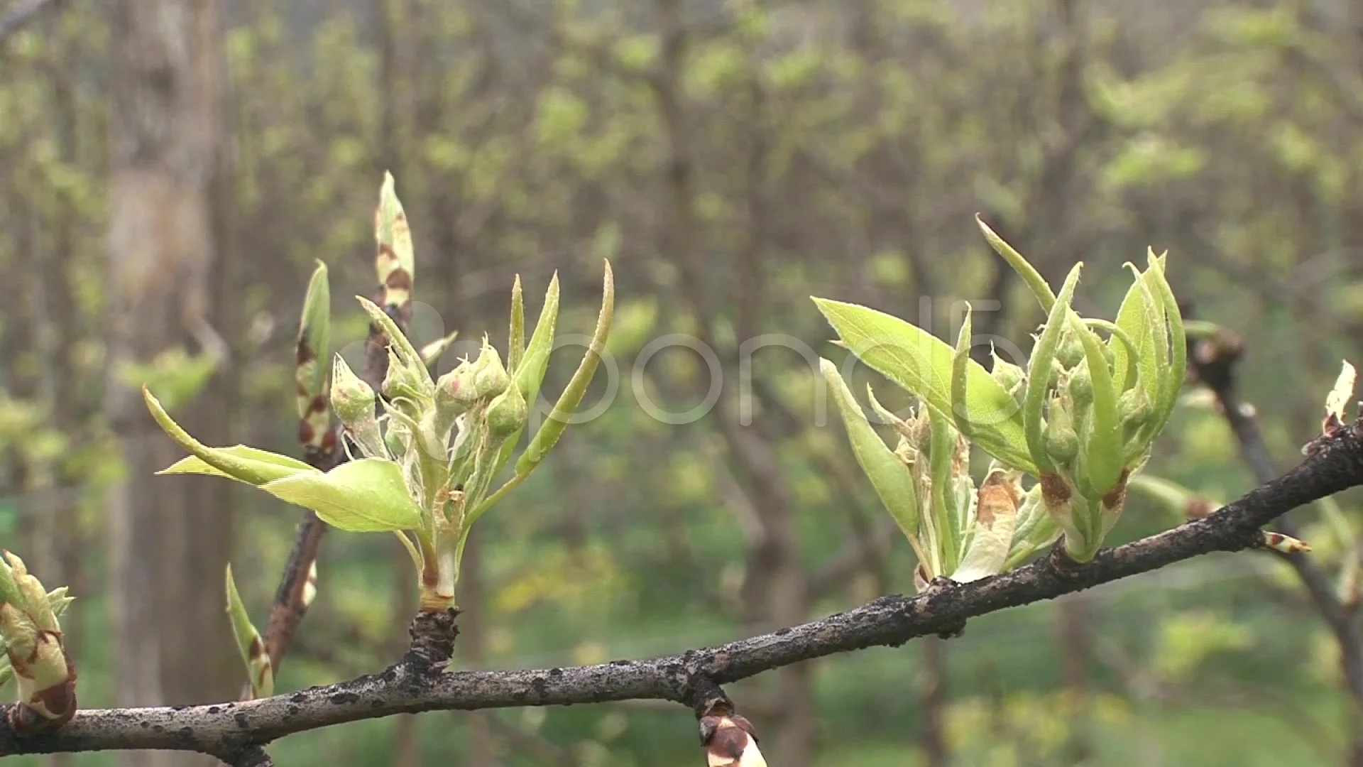 Pear Tree Buds Stock Video Pond5