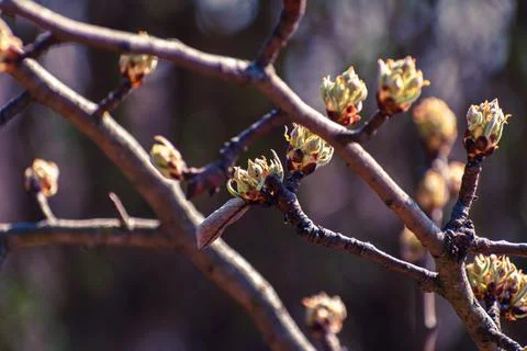 Pear tree buds in spring Stock Photos