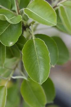 Pear tree Cure Stock Photos