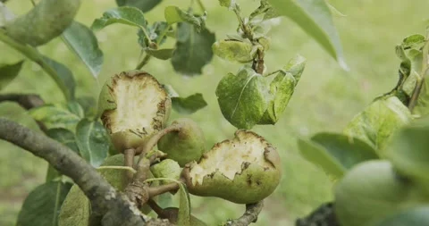 Pear in a tree damaged by birds Video stock 134390763