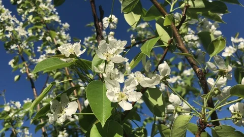 Pear tree flower blooming in spring. White blossom on twigs. Stock Footage 94490127