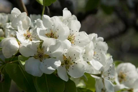 Pear tree flower Stock Photos