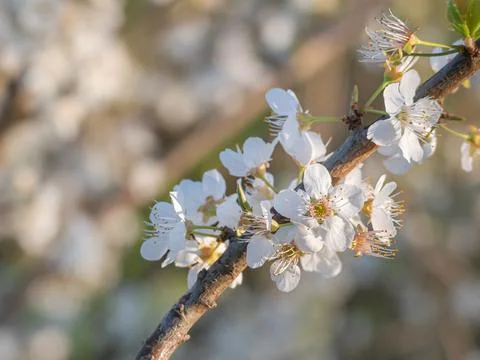 Pear tree flowers close up view with sunlight Stock Photos