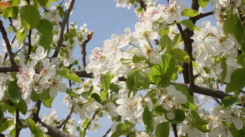 Pear Tree Flowers in Early Spring Sunlight Stock Footage 332208172