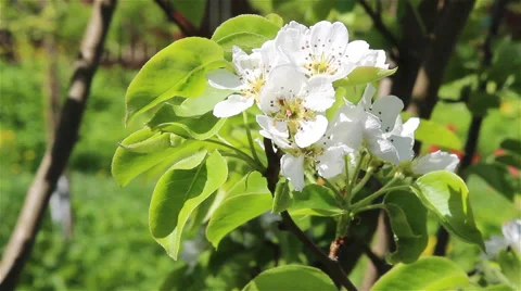 Pear tree flowers Stock Footage 65966117