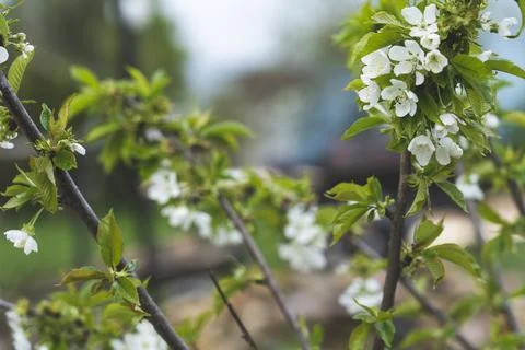Pear tree flowers in spring with bees, Spring background, Stock Photos