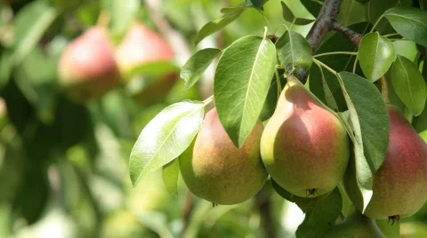 Pear on a tree. Stock Footage 810545