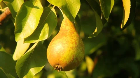 Pear on a tree Stock Footage 8649249