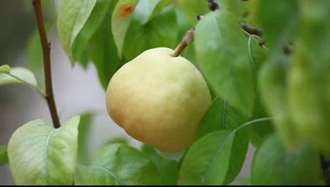 Pear tree Stock Footage 10600142