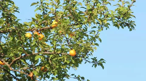 Pear tree 動画素材 22731525