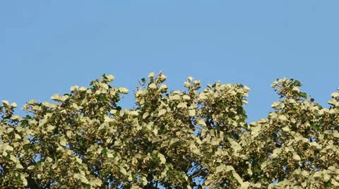 Pear tree 動画素材 22731555