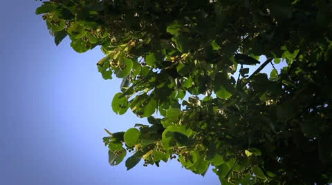 Pear tree 動画素材 22731585